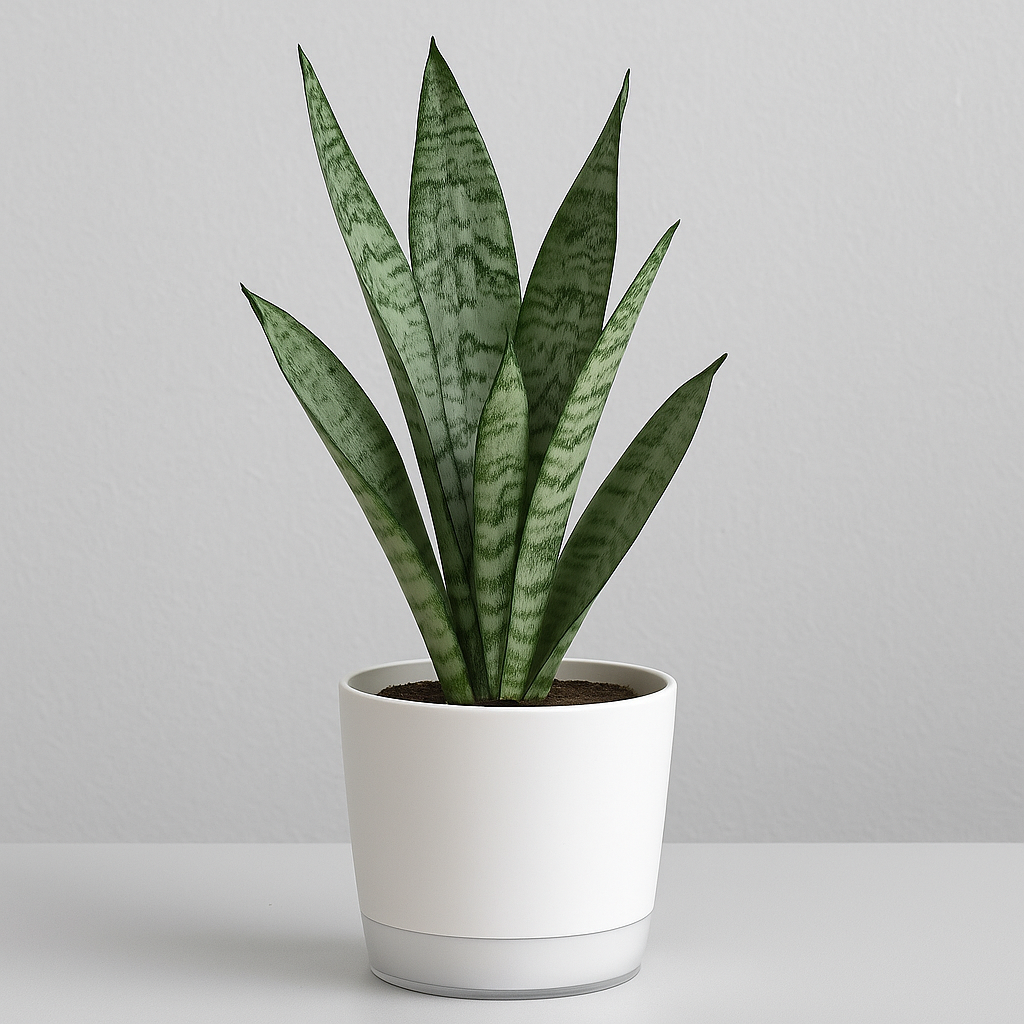 Sansevieria Silver Princess  Elegant Snake Plant with Silvery Foliage   Hug A Plant