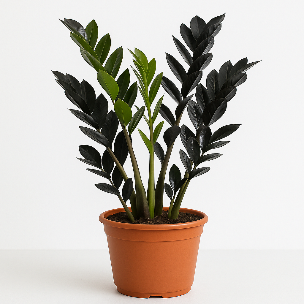Zamioculcas Raven (Black ZZ Plant): The Bold, Low-Maintenance Indoor M   Hug A Plant