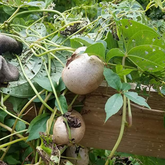 Air Potato Dioscorea Bulbifera Vine for planting  - Approximately 200 gram