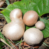 Adathapu | Air Potato | Dioscorea bulbifera (Seeds,Tubers)