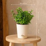 Jade Plant (Crassula Ovata) Good Luck Live Succulent | Low Maintenance Plant for Office Desk & Home Décor | Natural Air Purifier in Stylish Self-Watering Pot (Pot Colour May Vary)