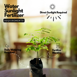 Peltophorum ferrugineum ( Avenue Trees) Live Plant (Home & Garden)