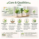 Lucky Plant Combo – Jade, Money Plant & Lotus Bamboo | 3 Live Indoor Plants in Krish 10cm Self-Watering Pots | Feng Shui & Vastu Good Luck Plants for Home & Office Décor (Pot Colour May Vary)