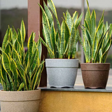 Hug A Plant | Barca Round Rotomolded Plastic Pot for Home & Garden (Grey Stone Finish, Pack of 1)