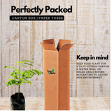 Peltophorum ferrugineum ( Avenue Trees) Live Plant (Home & Garden)