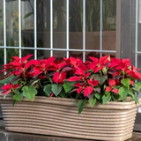 Florence Rectangle Rotomolded Plastic Pot With Wheels for Home & Garden (Pack Of 1, Grey Stone Finish)