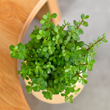 Jade Plant (Crassula Ovata) Good Luck Live Succulent | Low Maintenance Plant for Office Desk & Home Décor | Natural Air Purifier in Stylish Self-Watering Pot (Pot Colour May Vary)