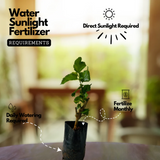 Brazilian Mulberry PlantLive Plant (Home & Garden)