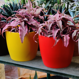 Ronda 1110 Round Plastic Pot for Home & Garden