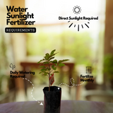 Longan White Fruit / Dragon's Eye (Dimocarpus longan)White Fruit Live Plant (Home & Garden)