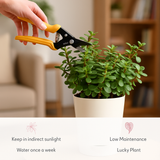 Jade Plant (Crassula Ovata) Good Luck Live Succulent | Low Maintenance Plant for Office Desk & Home Décor | Natural Air Purifier in Stylish Self-Watering Pot (Pot Colour May Vary)