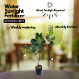 J33 Jackfruit(Artocarpus heterophyllus)Live Plants(Home & Garden)