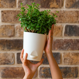 Jade Plant (Crassula Ovata) Good Luck Live Succulent | Low Maintenance Plant for Office Desk & Home Décor | Natural Air Purifier in Stylish Self-Watering Pot (Pot Colour May Vary)