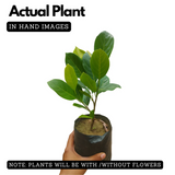 J33 Jackfruit(Artocarpus heterophyllus)Live Plants(Home & Garden)