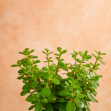 Jade Plant (Crassula Ovata) Good Luck Live Succulent | Low Maintenance Plant for Office Desk & Home Décor | Natural Air Purifier in Stylish Self-Watering Pot (Pot Colour May Vary)