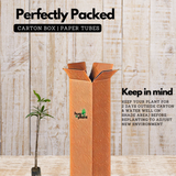 Kesari Mango Grafted Fruit Plant (Home & Garden Plants)