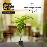 Kalluketty Mango (Grafted) (Mangifera indica) Fruit Live Plant (Home & Garden)