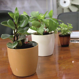 Ronda 1412 Round Plastic Pot (Without Self-Wateriing Kit)