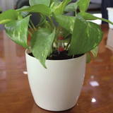 Ronda 1412 Round Plastic Pot (Without Self-Wateriing Kit)