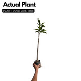 Kesari Mango Grafted Fruit Plant (Home & Garden Plants)