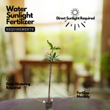 Kesari Mango Grafted Fruit Plant (Home & Garden Plants)