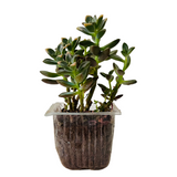Graptosedum Succulent Live Plant
