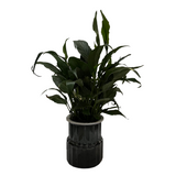 Peace Lily (Small Leaf) in Selfwatering Pot (Spathiphyllum) Flowering/Ornamental Live Plan (Home & Garden)