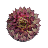Sempervivum Brown Tip - Live Plant (Home & Garden)