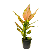 Aglaonema Red Angel / Chinese Evergreen (Aglaonema commutatum)- Live Plant in 10cm Pot
