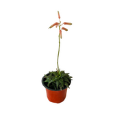 Aloe Tiger Jade - Live Succulent Plant (Home & Garden)