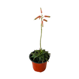 Aloe Tiger Jade - Live Succulent Plant (Home & Garden)