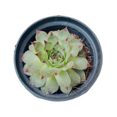 Red Tip Laxmi Kamal (Lakshmi Kamal) - Sempervivum Live Plant