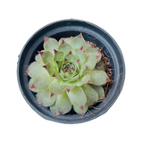 Red Tip Laxmi Kamal (Lakshmi Kamal) - Sempervivum Live Plant