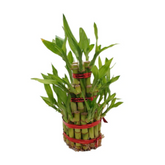 3 Layer Lucky Bamboo - Live Plant (Home & Garden)