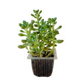 Pachyphytum Succulent Live Plant