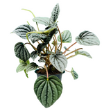 Peperomia Metallic- Live Plant (Home & Garden)