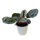 Calathea Roseopicta ƒ??Medallionƒ?? - Live Plant (Home & Garden)