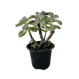Graptopetalum Paraguayense - Ghost Plant Succulent Live Plant