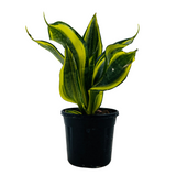 Sansevieria Crooked / Snake Plant (Dracaena trifasciata)- Live Plant in 4inch pot (Home & Garden)