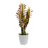 Euphorbia Trigona Red- Live Plant (Home & Garden)
