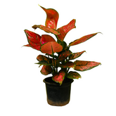 Aglaonema Maroon Beauty (Aglaonema Costatum) - Live Plant (Home & Garden)