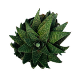 Aloe Flow - Live Succulent Plant (Home & Garden)