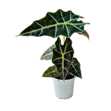 Alocasia Polly / African Mask / Elephant Ear (Alocasia x amazonica 'Polly') - Live Plant (Home & Garden)
