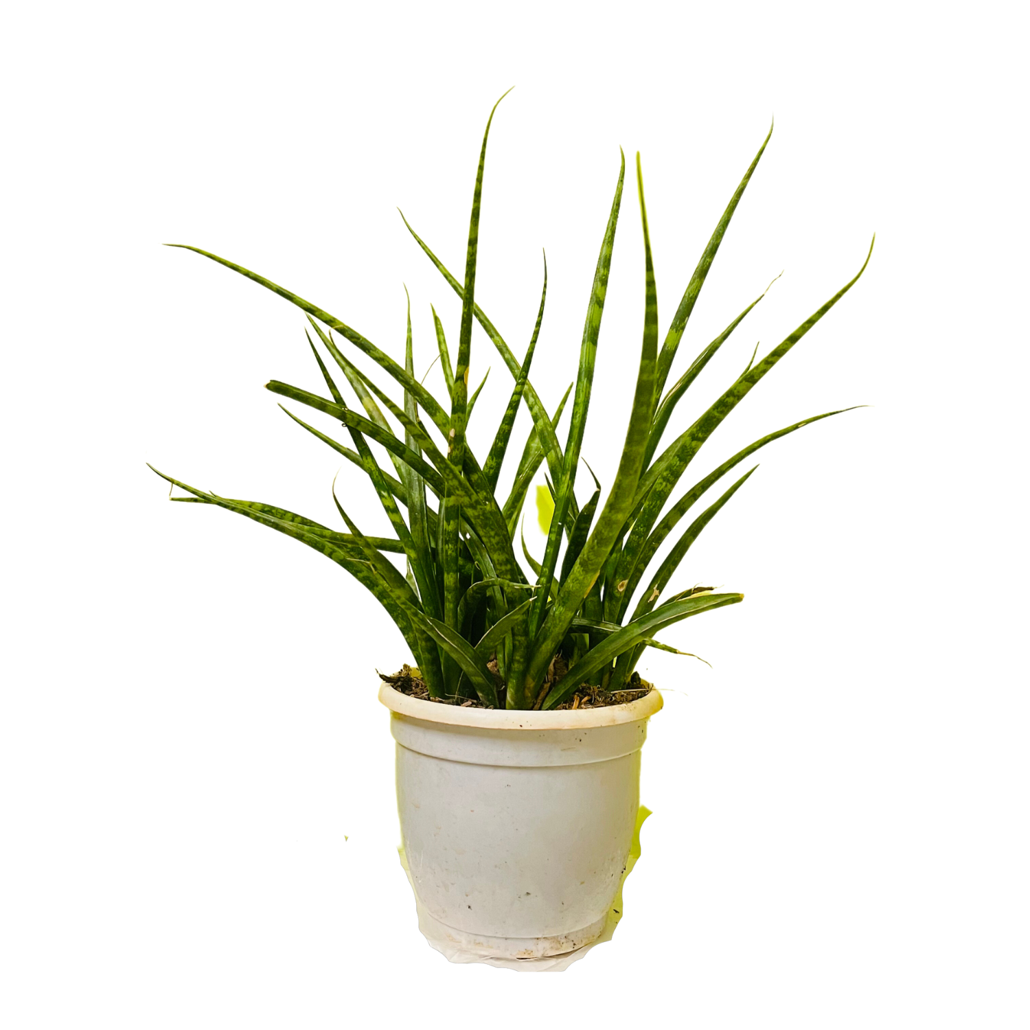sansevieria bacularis mikado snake plant Mikado (Sansevieria bacularis)
