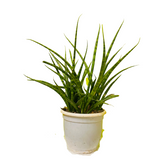 Mikado (Sansevieria bacularis) - Live Snake Plant For Indoor (Home & Garden)