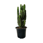 Cereus Fairy Castle Cactus Live Plant