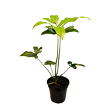 Philodendron Goeldi (Thaumatophyllum Spruceanum) - Live Plant In 5 Inch Pot (Home & Garden)