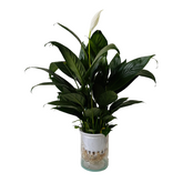 Peace Lily in Selfwatering Pot (Spathiphyllum) Flowering/Ornamental Live Plan (Home & Garden)