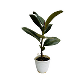 Green Rubber Plant, Ficus elastica - Live Plant (Home & Garden)