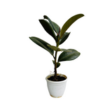 Green Rubber Plant, Ficus elastica - Live Plant (Home & Garden)